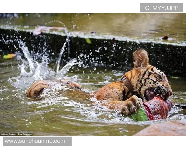 兵工厂与老虎分析的深度对比与启示探讨